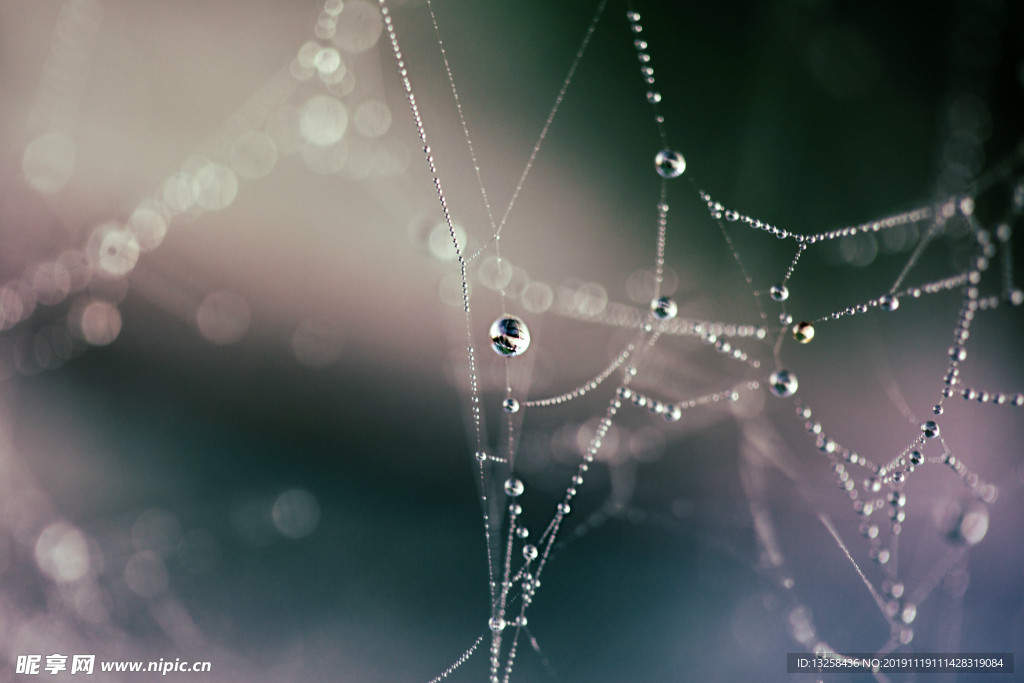 蜘蛛网水珠露珠背景