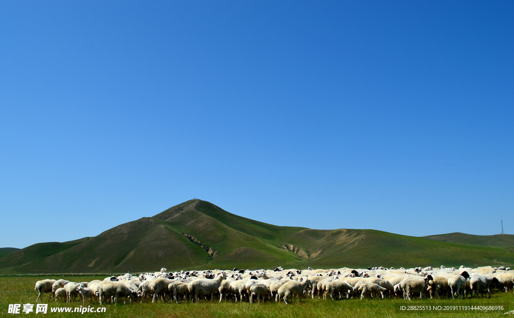风吹草地见牛羊