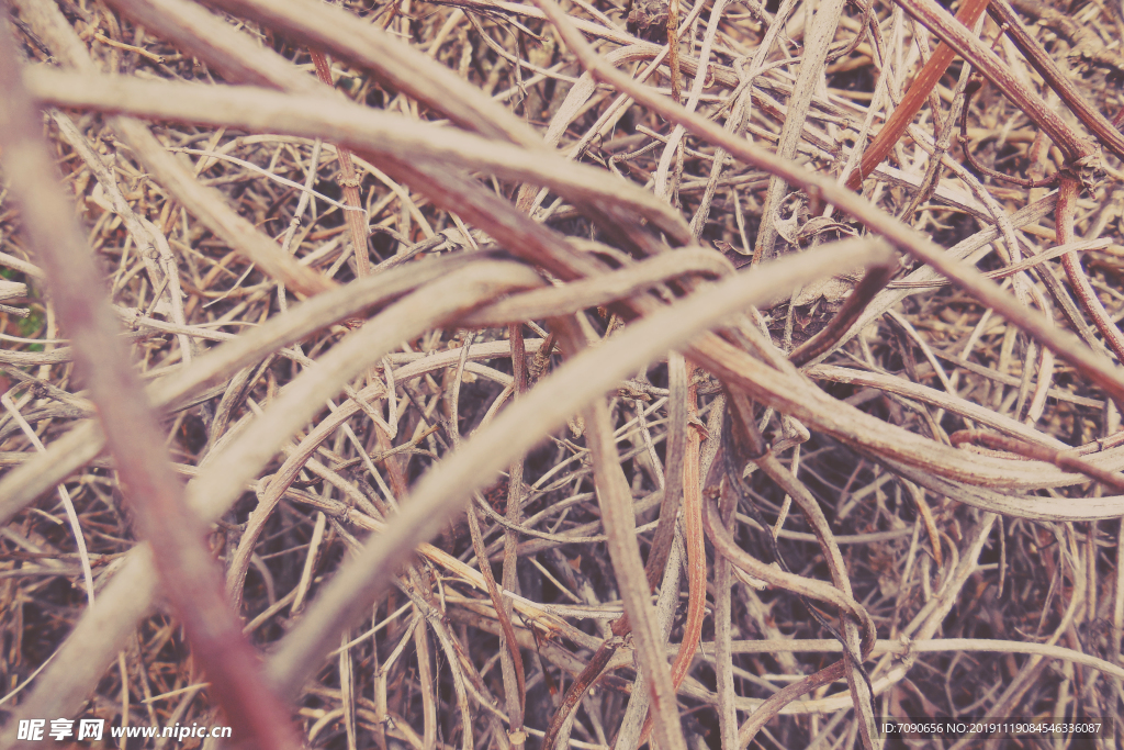 冬天的枯草