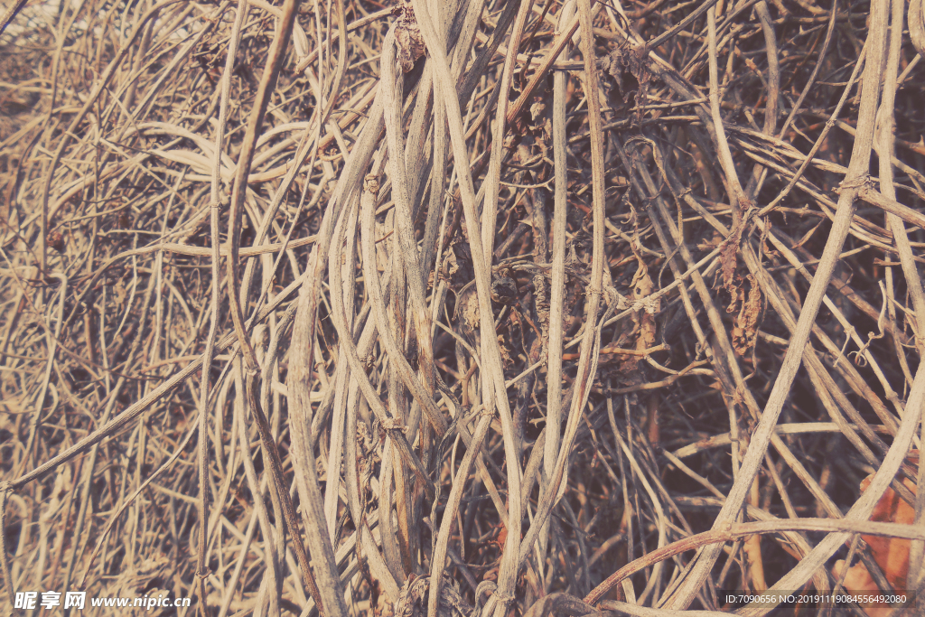 冬天的枯草