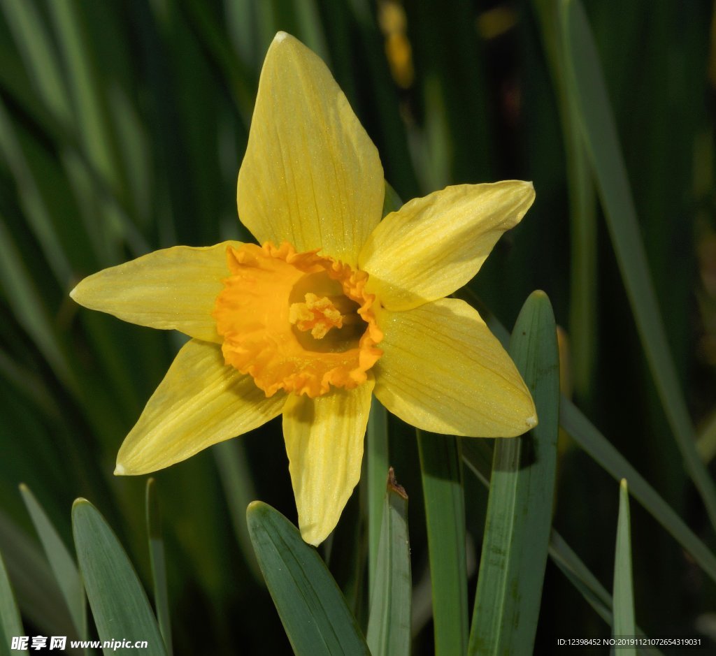 黄色水仙花