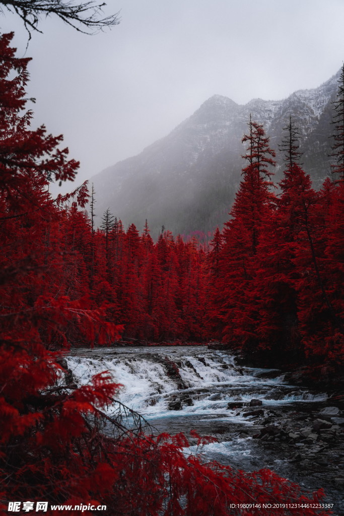 水杉树流水风景图片