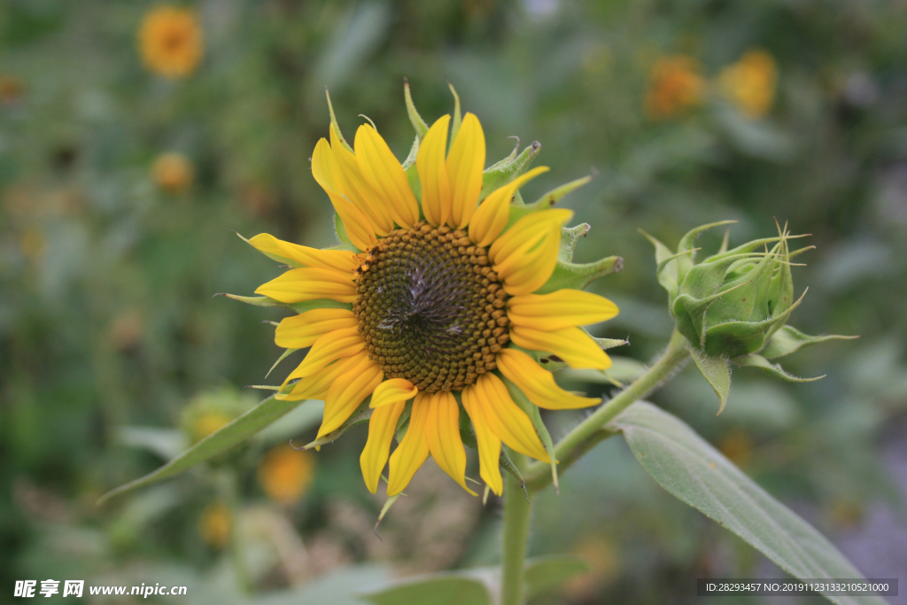 图片素材向日葵花
