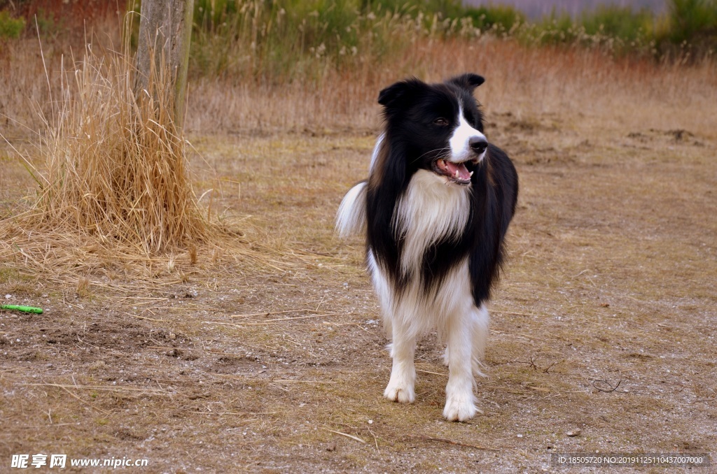 牧羊犬图片