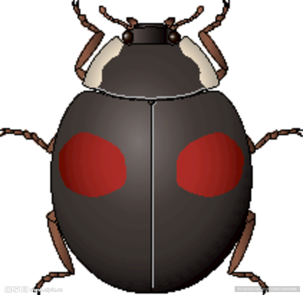 昆虫系列 甲壳瓢虫