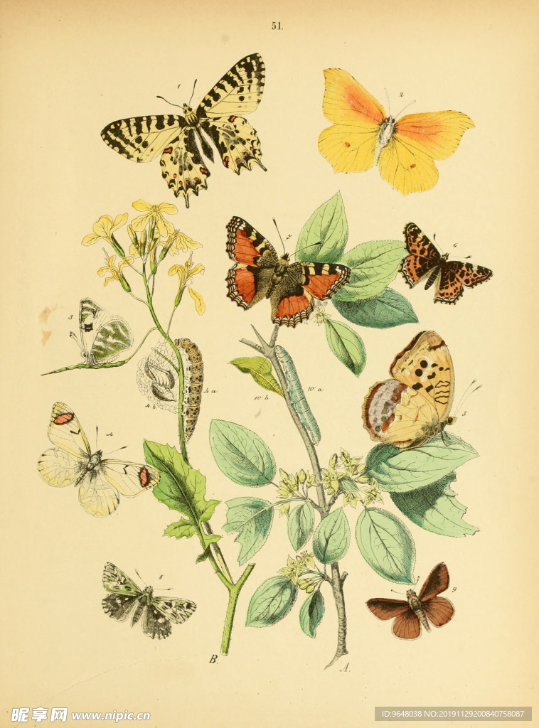 蝴蝶  飞蛾  欧洲  古典