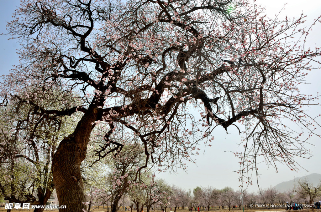 唐汪杏花村（系列三）