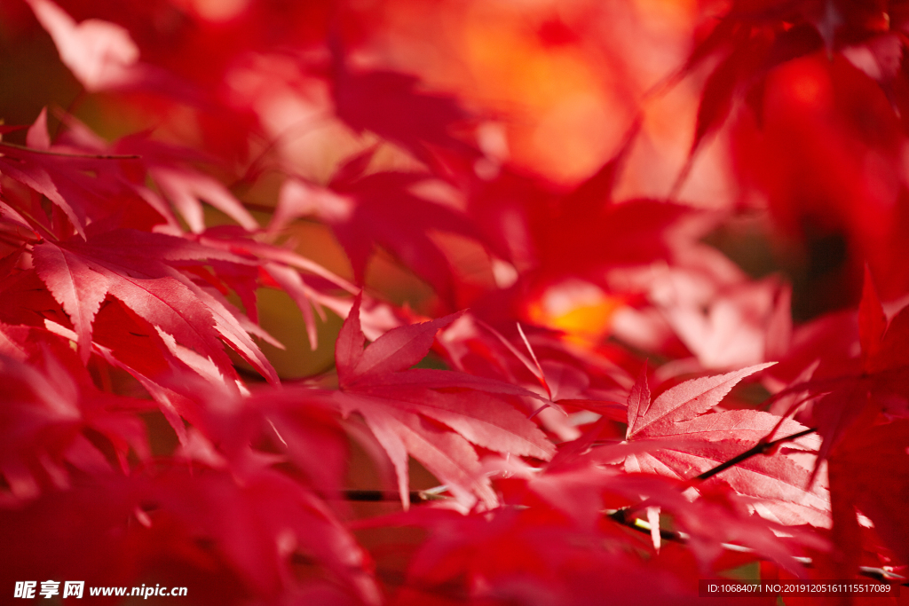 红色枫叶背景