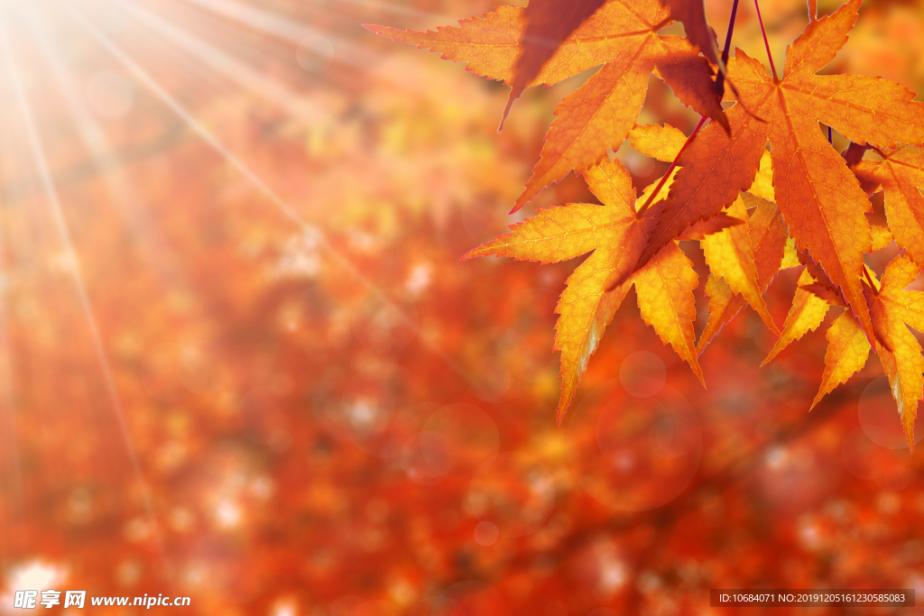 秋季温馨红色枫叶背景