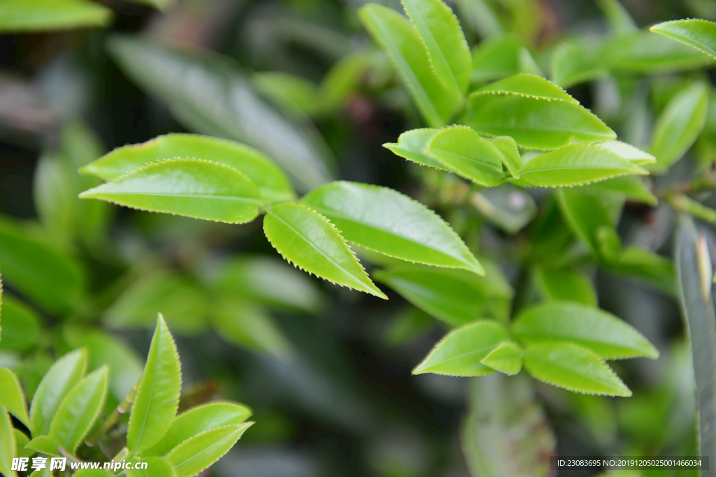 绿色茶叶绿叶茶丛