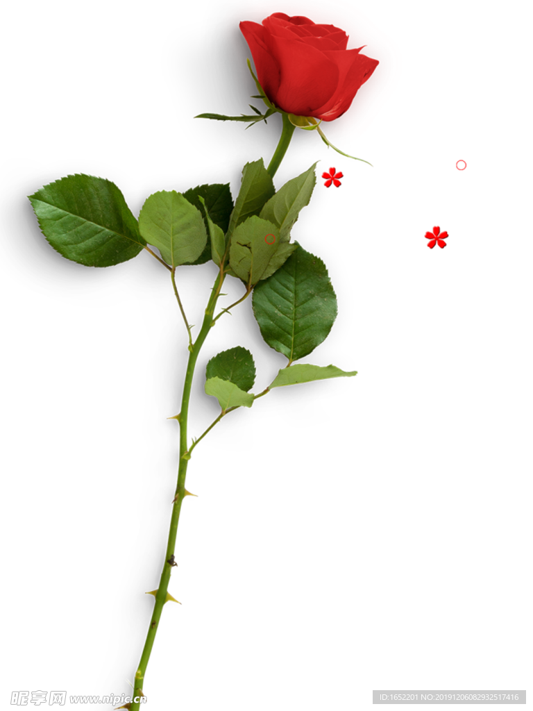 透明背景的月季花