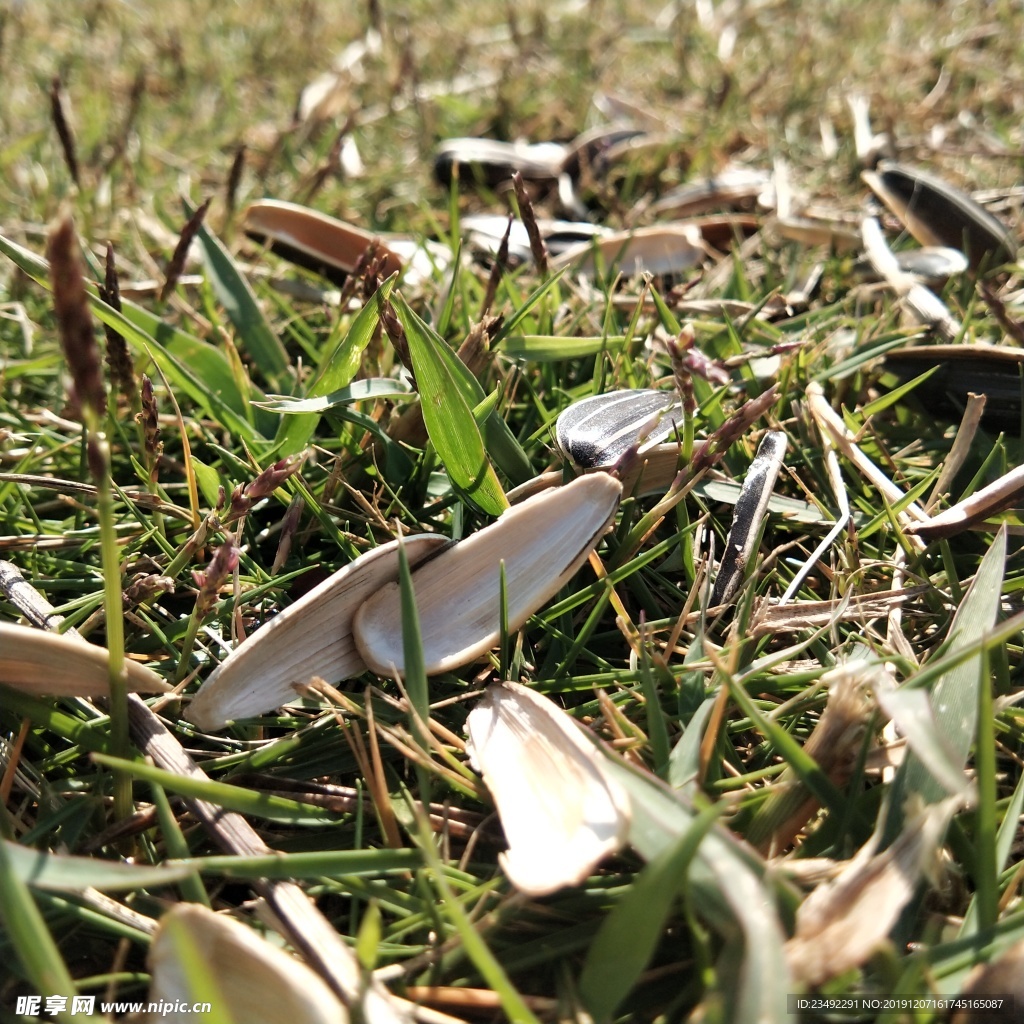 草地上的瓜子壳