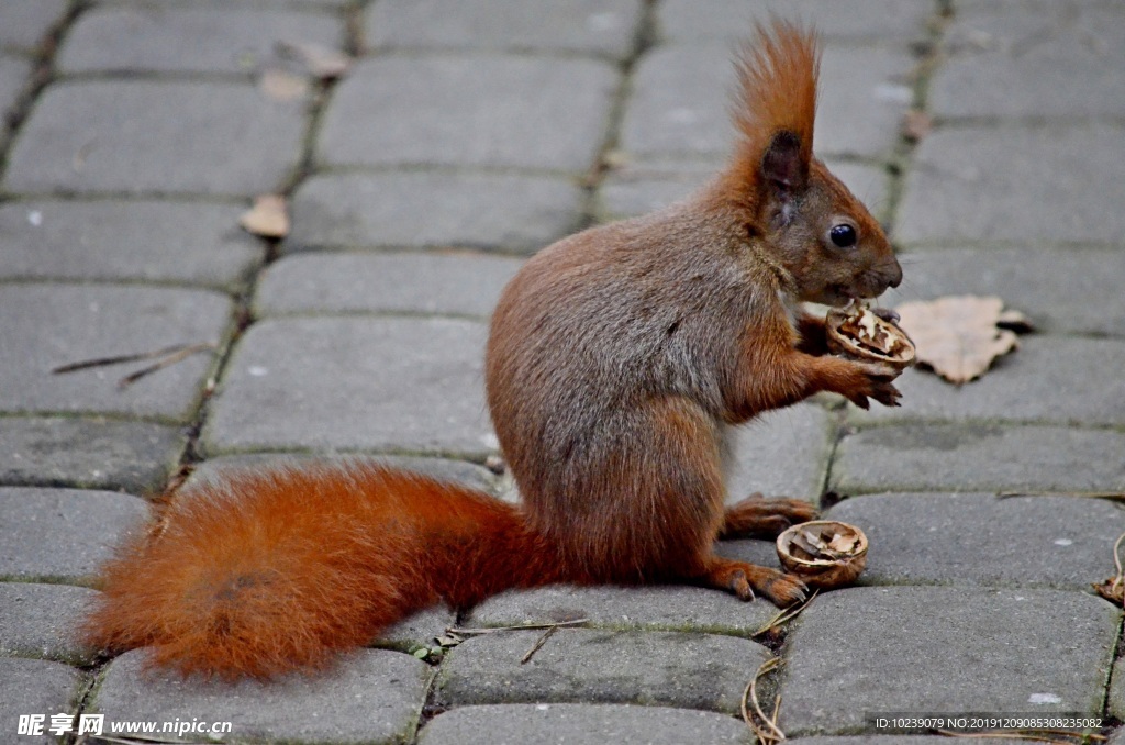 红褐色小松鼠