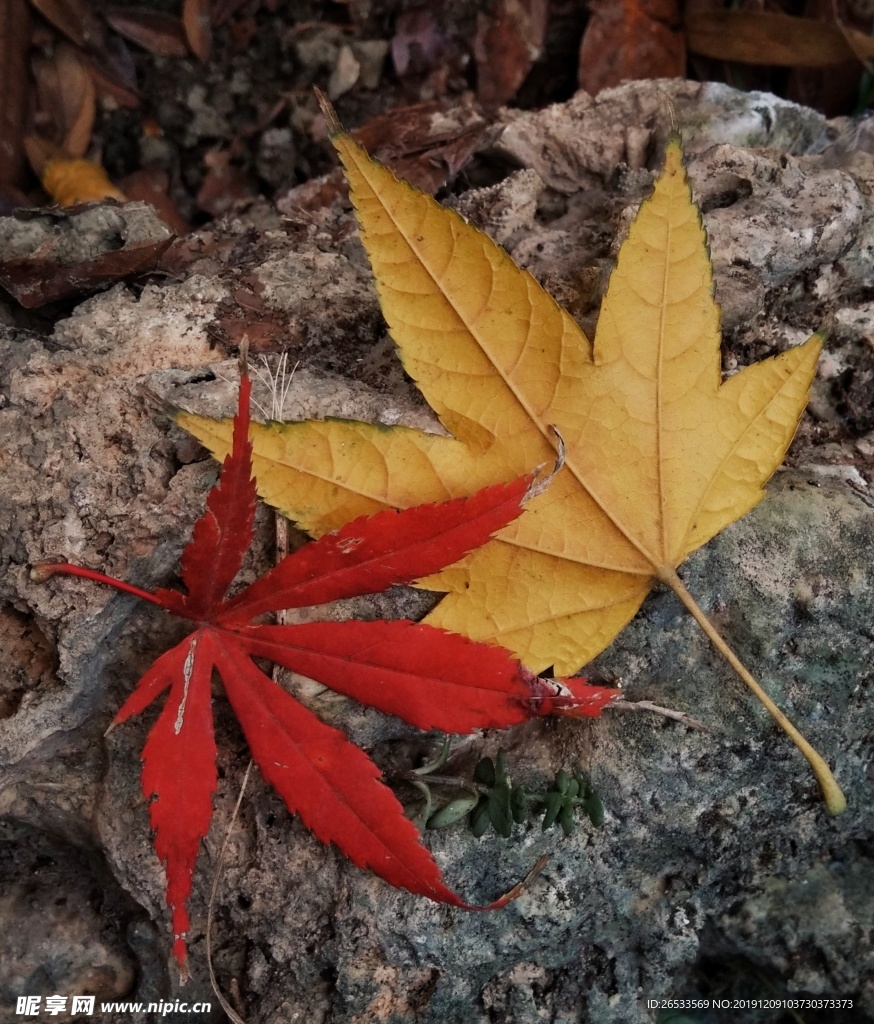 枫叶 秋天 红叶 红枫 黄枫