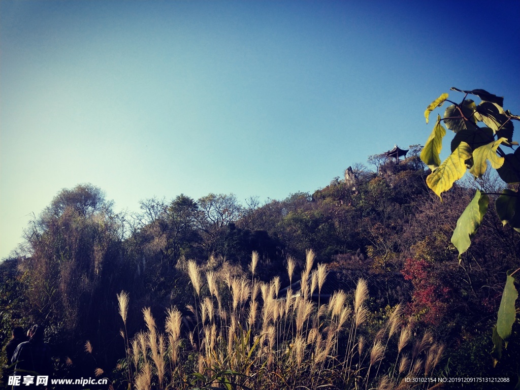 公园风景秋季芦苇