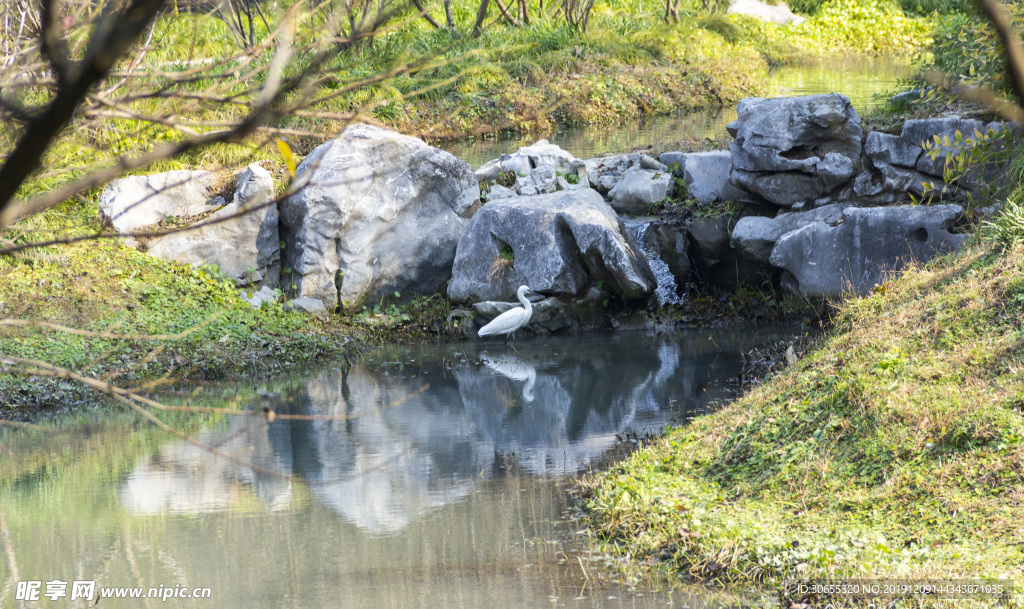 水鸟石头倒影