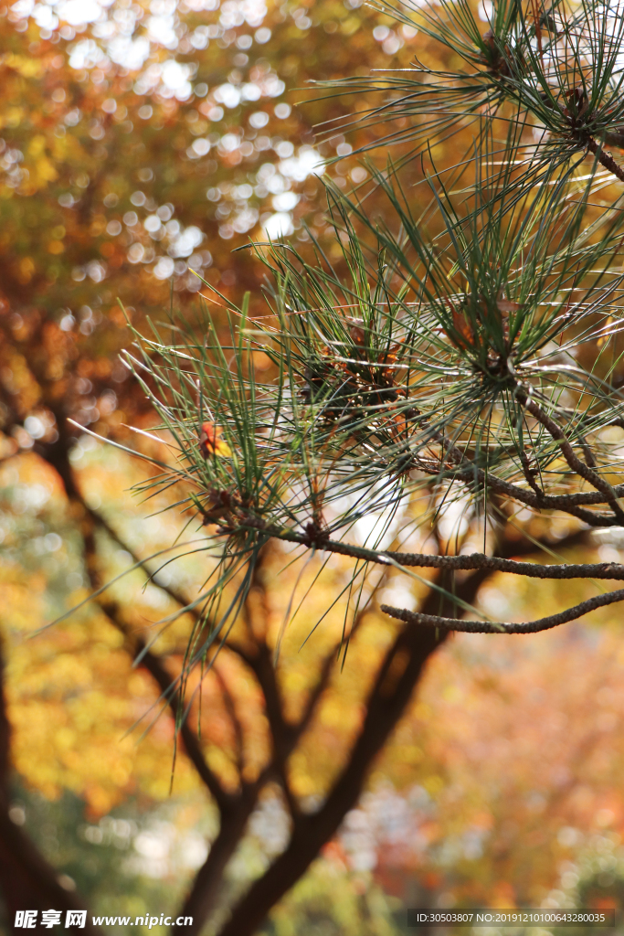 秋 松针