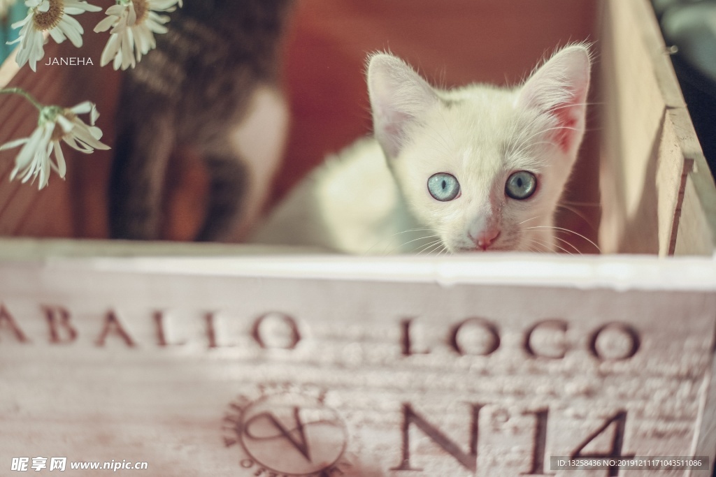 小猫 木盒 宠物 背景