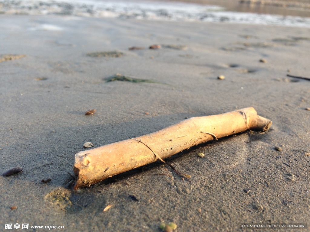 沙滩朽木