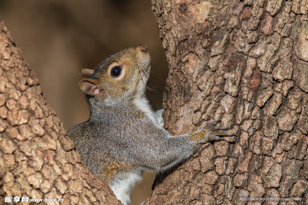 松鼠 松树 野生 动物 背景