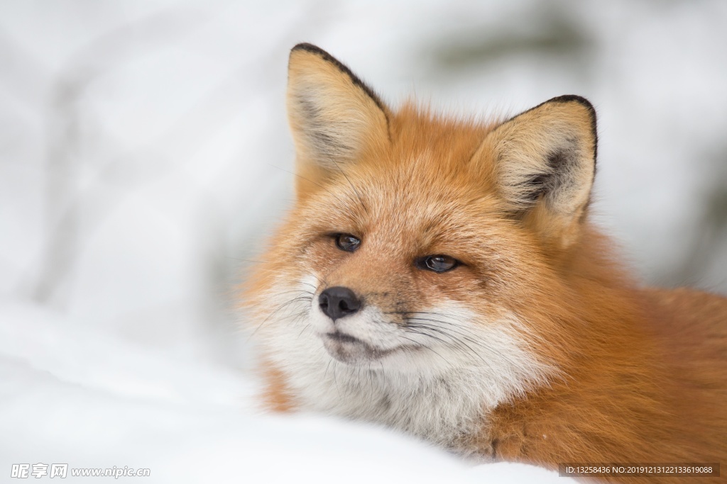 狐狸 大雪 野生 动物 背景