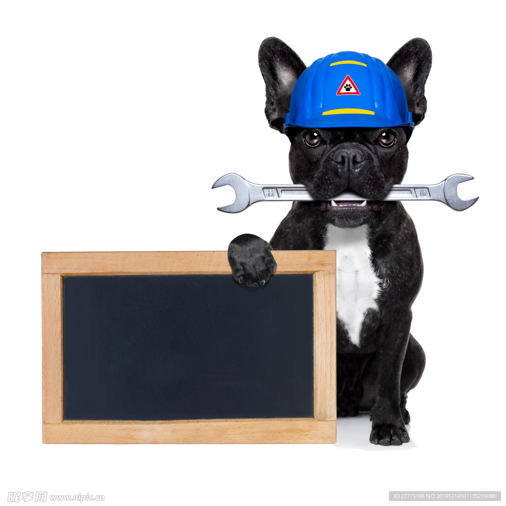 精选宠物狗图片