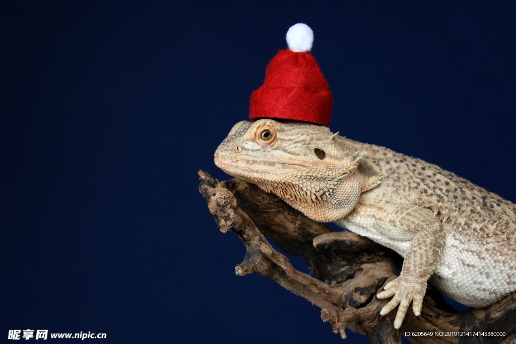 戴着红色圣诞帽的蜥蜴