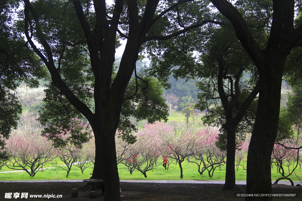 东湖梅园