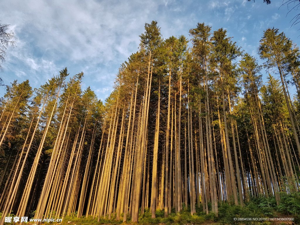 森林树木