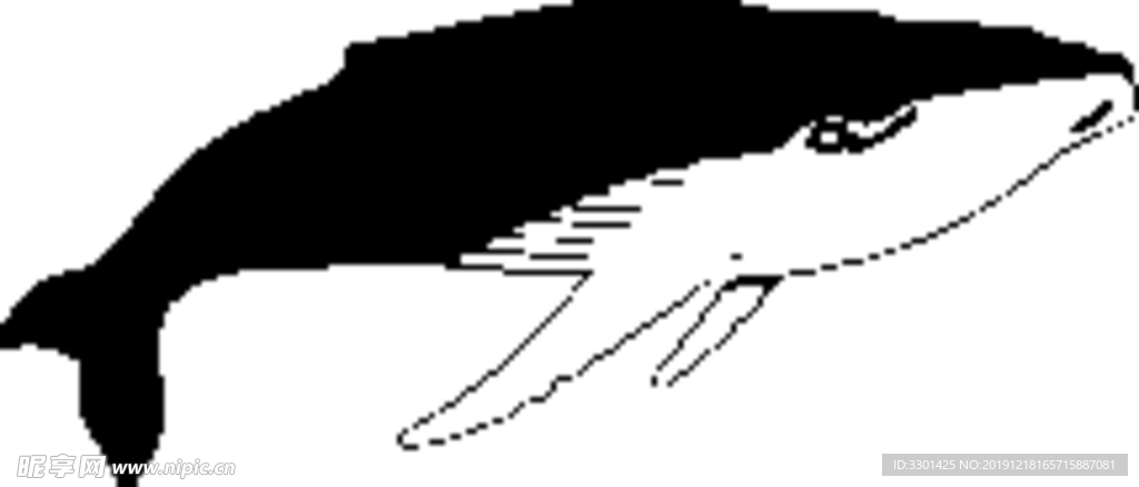 海洋生物系列 蓝鲸