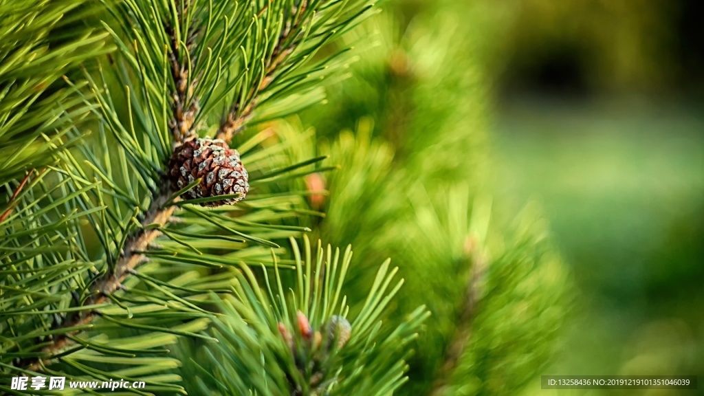 松树树枝松果背景