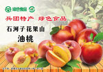 油桃