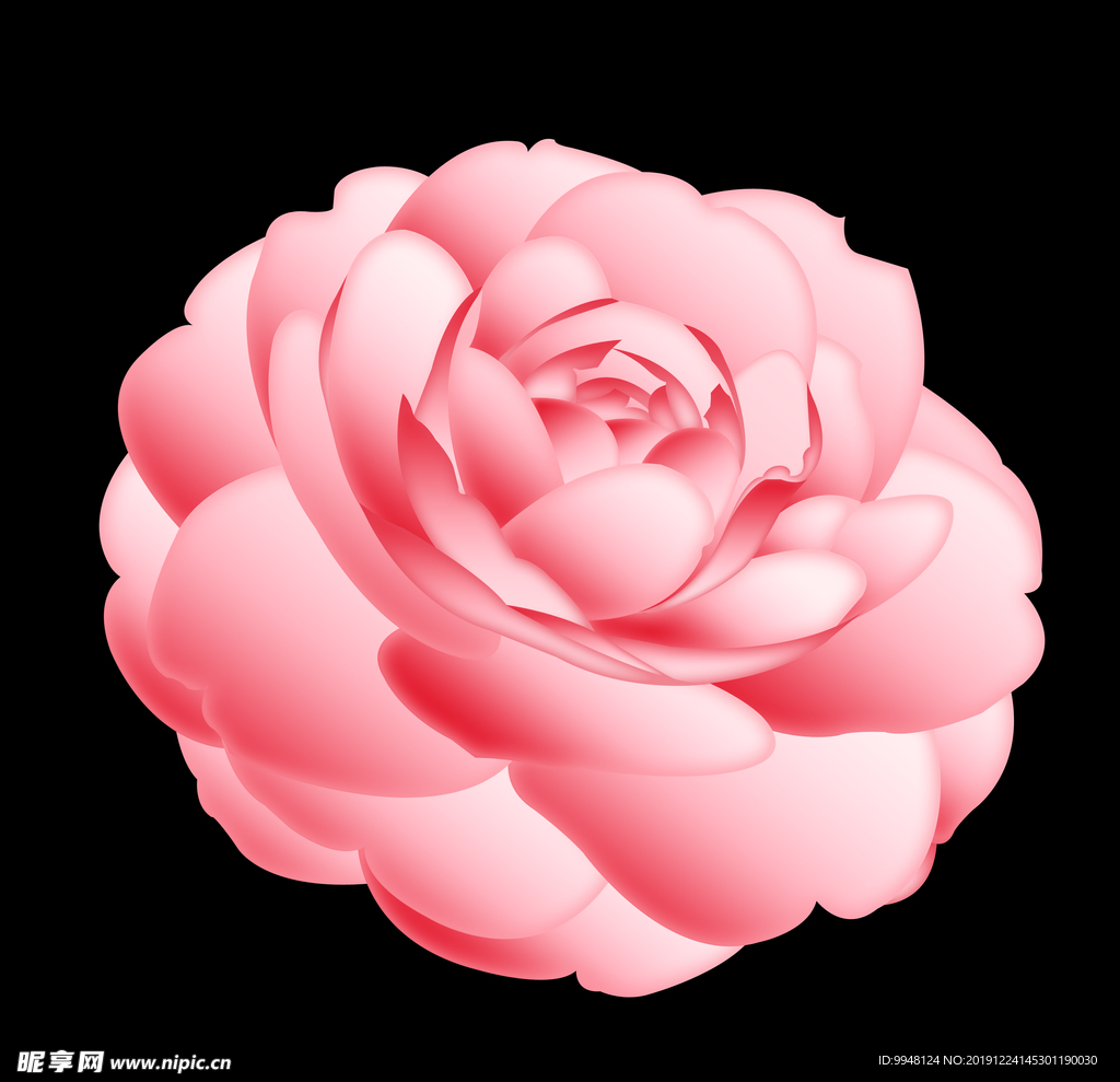 手绘卡通牡丹花山茶花png插画