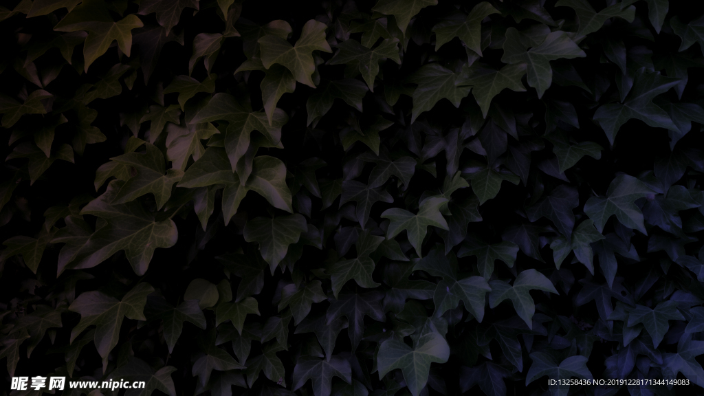 树叶藤蔓植物背景