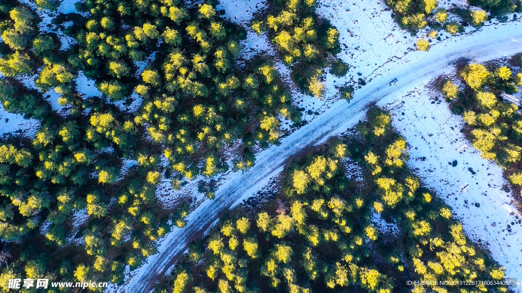 森林树木公路风景