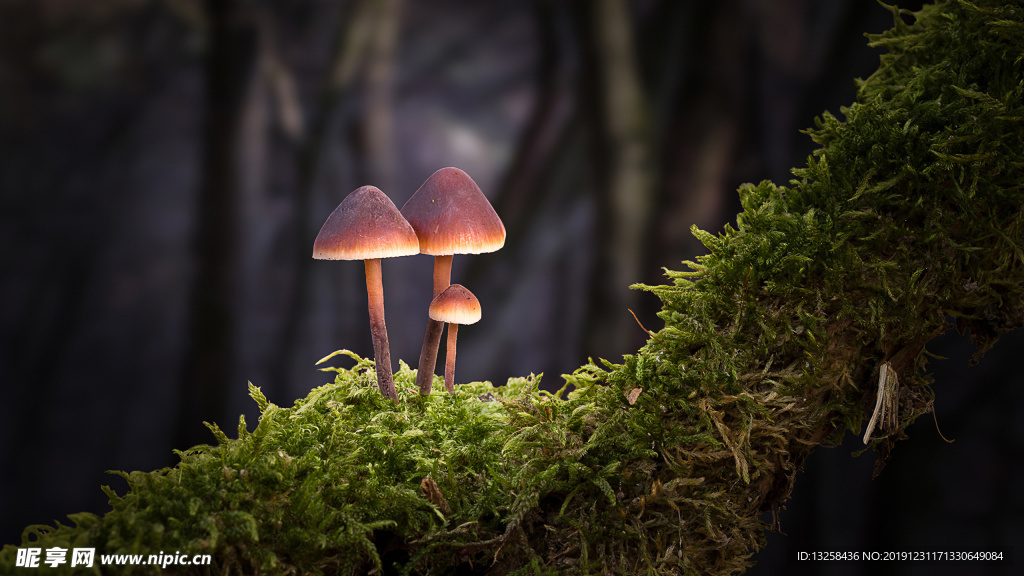 森林蘑菇植物背景