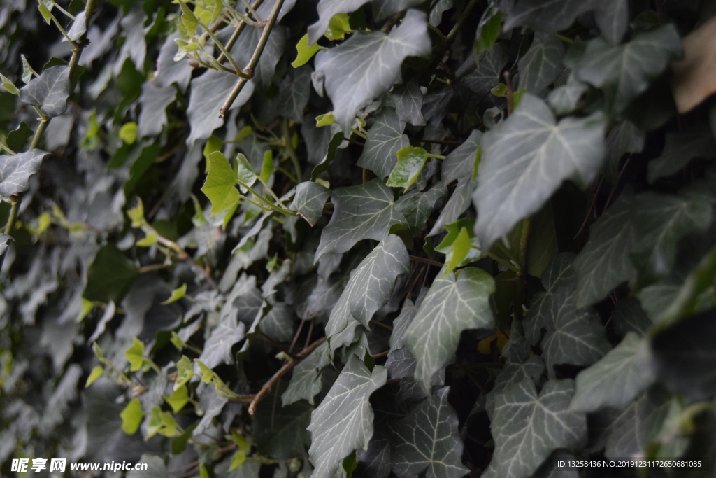 绿色树叶藤蔓植物背景
