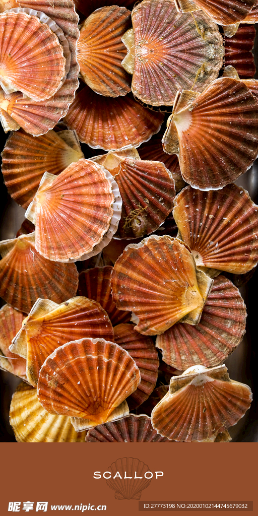 扇贝吃货海鲜 海鲜海报