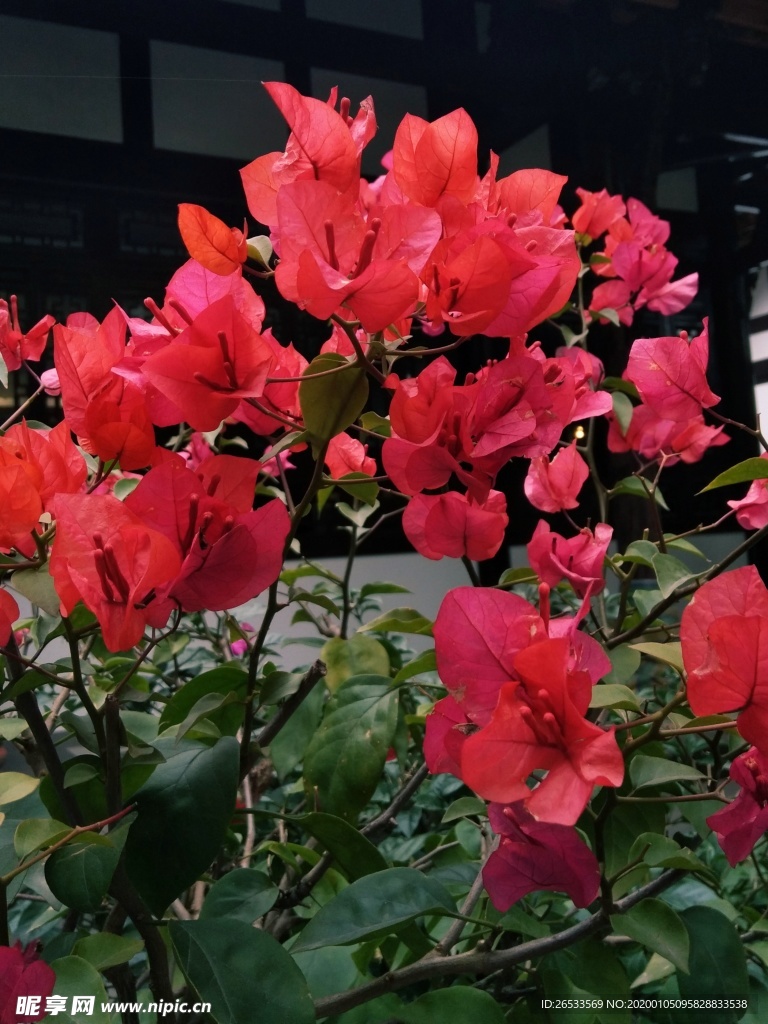 三角梅 红花 红色 植物 观赏