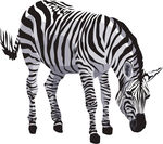 手绘动物斑马高清图