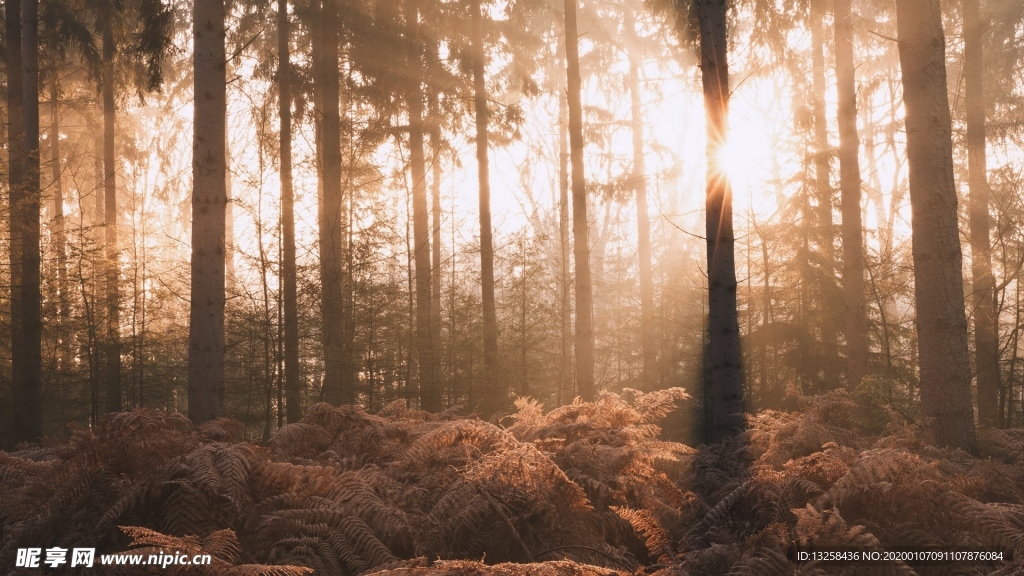 森林树木阳光草地风景