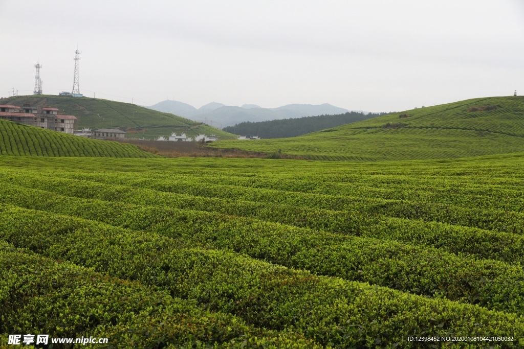茶树茶田美景