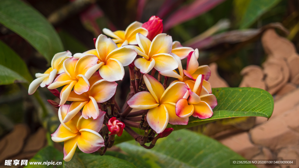 黄粉色的鸡蛋花