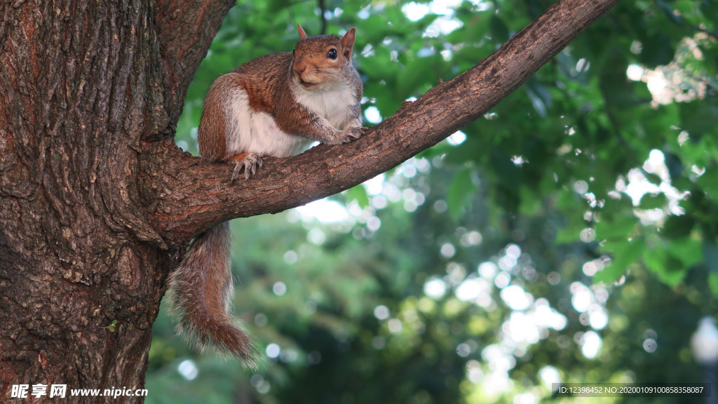 树枝上跳跃的小松鼠