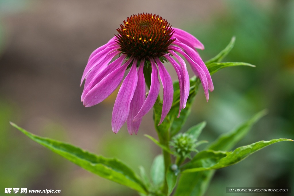 松果菊花朵摄影美图