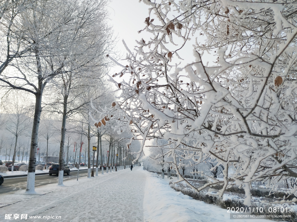 雾凇 树挂 积雪 东北 冬天
