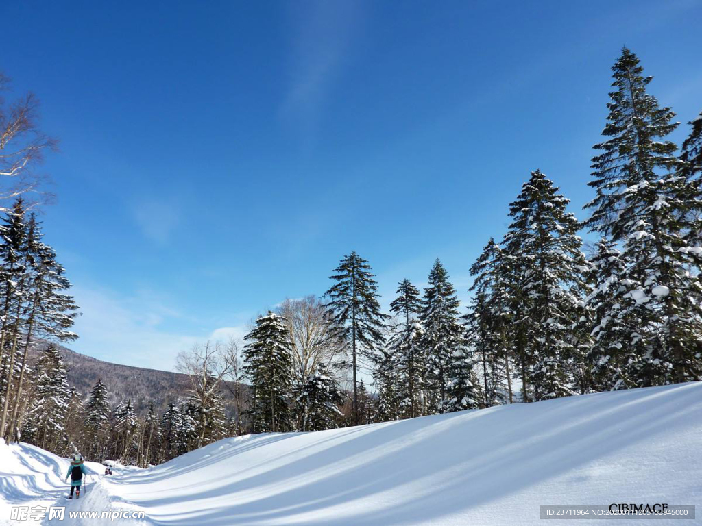 草原 林海雪原 牛羊 雪 樟子