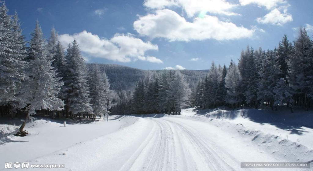 草原 林海雪原 牛羊 雪 樟子