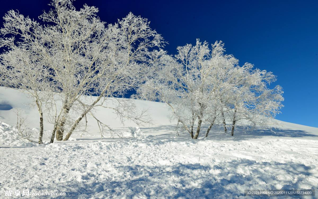 草原 林海雪原 牛羊 雪 樟子