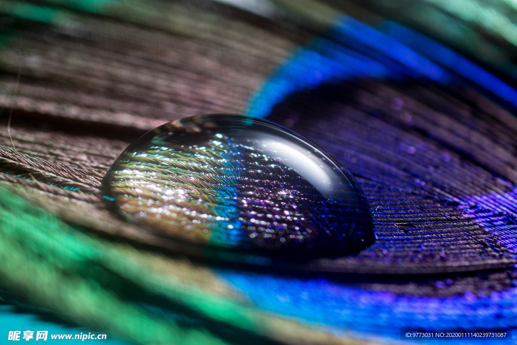 孔雀羽毛